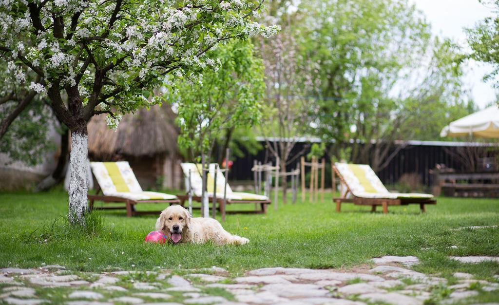 Casa Mosului - Transfagarasan Bed & Breakfast Cîrţişoara Exterior foto